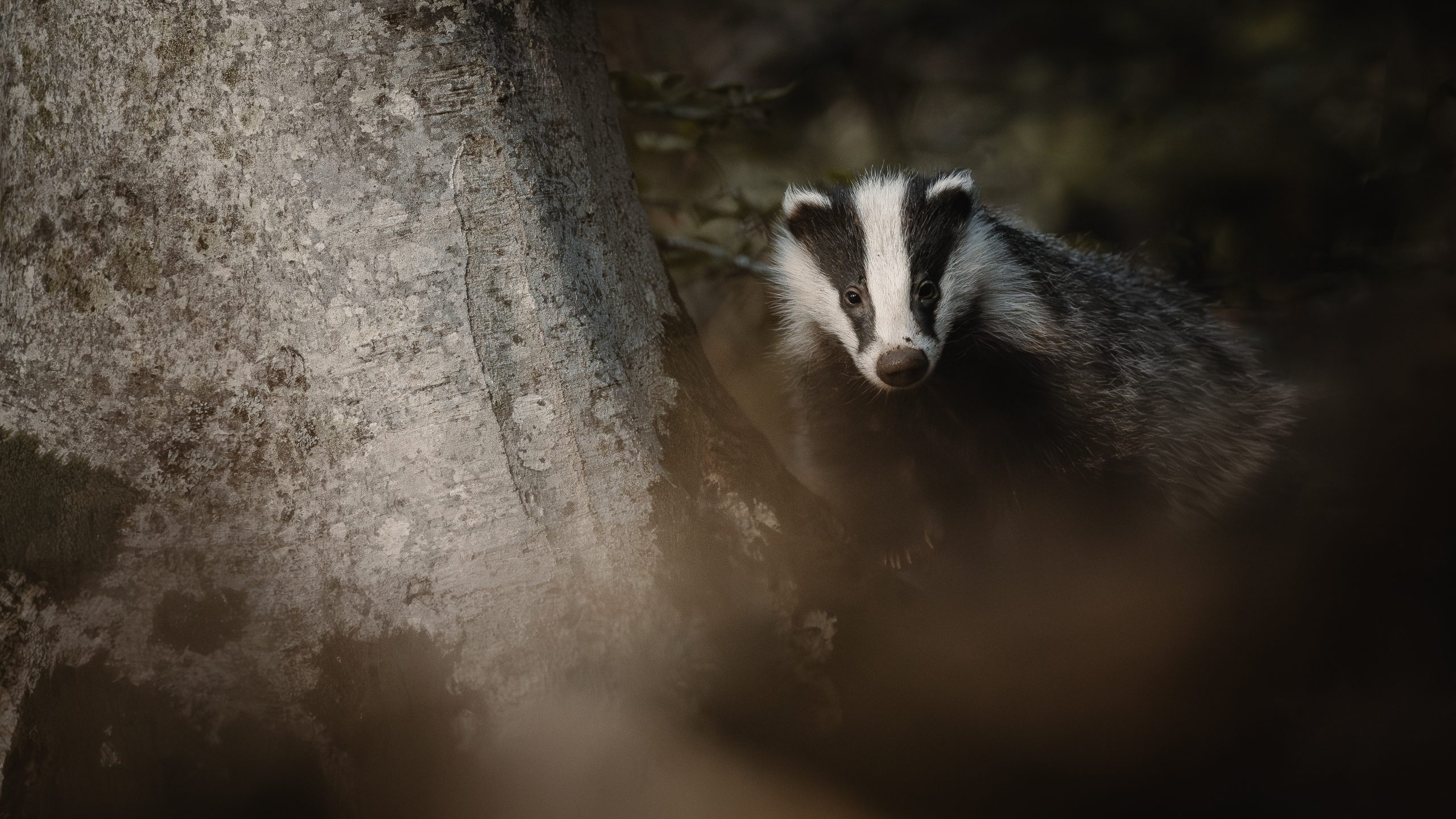 MOODY BLAIREAU Scaled